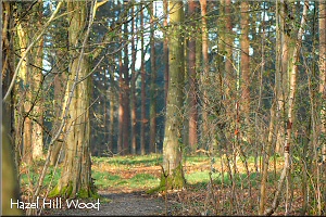 Hazel Hill Wood